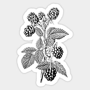 Blackberry Plant Sticker